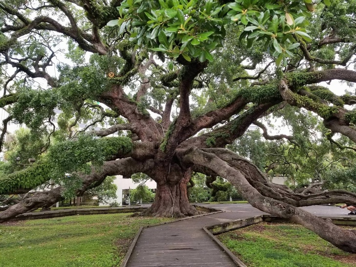 Cây sồi 250 năm tuổi tại Jacksonville, Florida