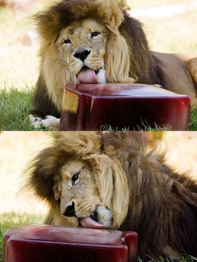 Vào mùa hè ở Melbourne (Anh), sư tử được cho ăn những viên đá máu đông lạnh