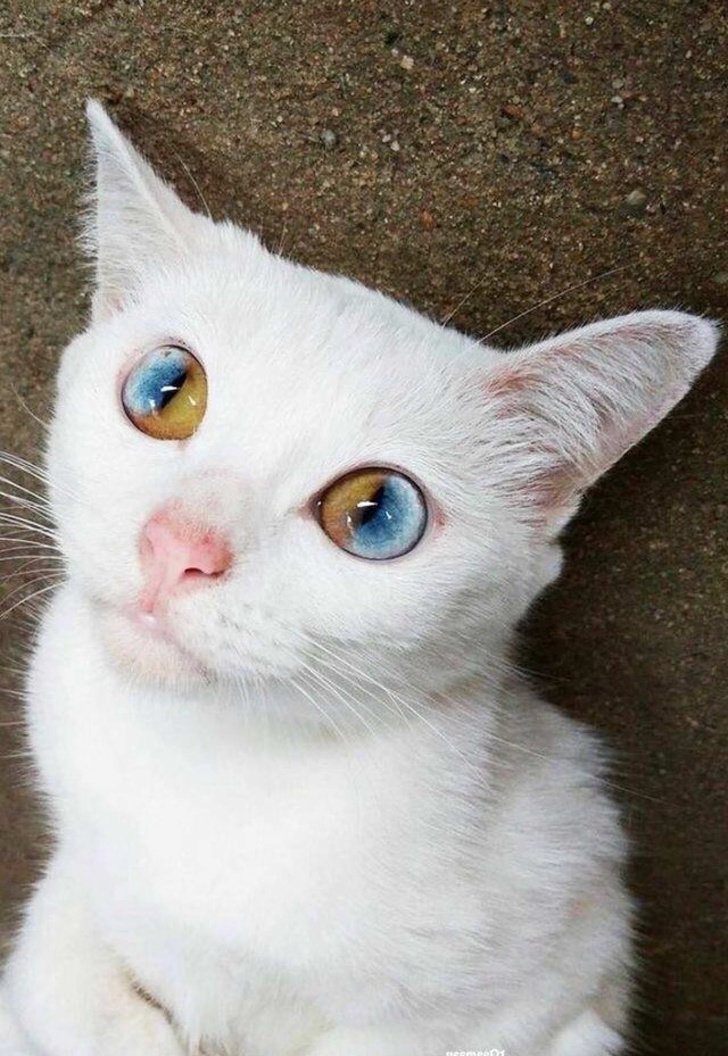 Chú mèo với đôi mắt màu ấn tượng