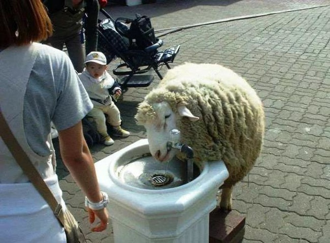 Chú cừu khát nước