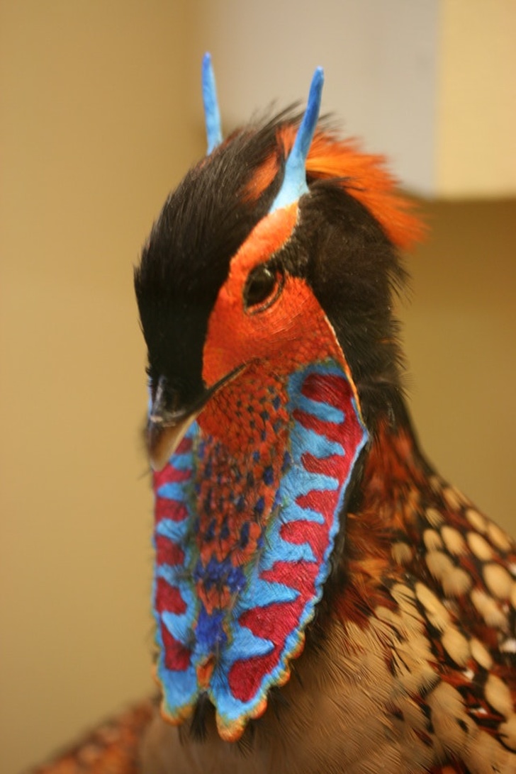 Màu lông tuyệt đẹp của một con chim trĩ Đông Á