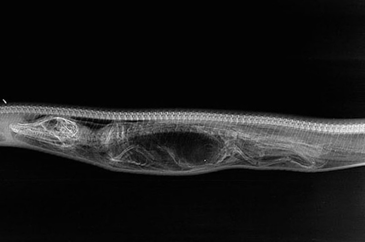 Một con cá sấu bị trăn lớn nuốt chửng trong bụng