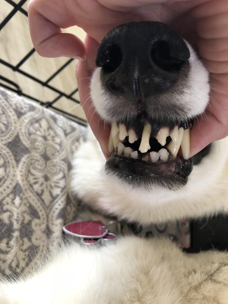 Chú chó bị gãy răng dưới nên chiếc răng cửa phía trên đã mọc hết chỗ thay cho chiếc răng bên dưới