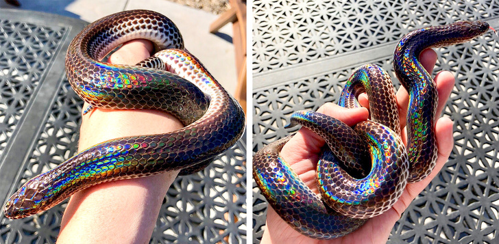 Mới đây, chú rắn màu cầu vồng này đã gây sốt mạng xã hội vì xuất hiện trong tháng 6 - Tháng tự hào đồng tính (Pride Month)