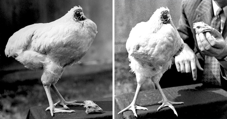 1945: Mike là một chú gà mất đầu vẫn sống 18 tháng, được chủ cho ăn bằng một cái ống tiêm đặt vào họng