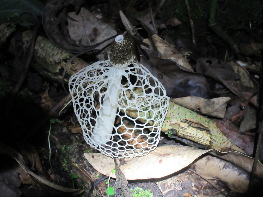 Cây nấm trông như mạng nhện