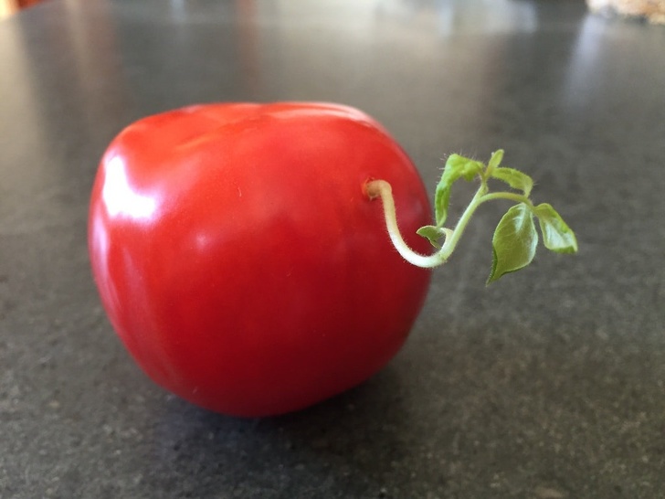 Bạn đã thấy mầm cà chua bao giờ chưa?