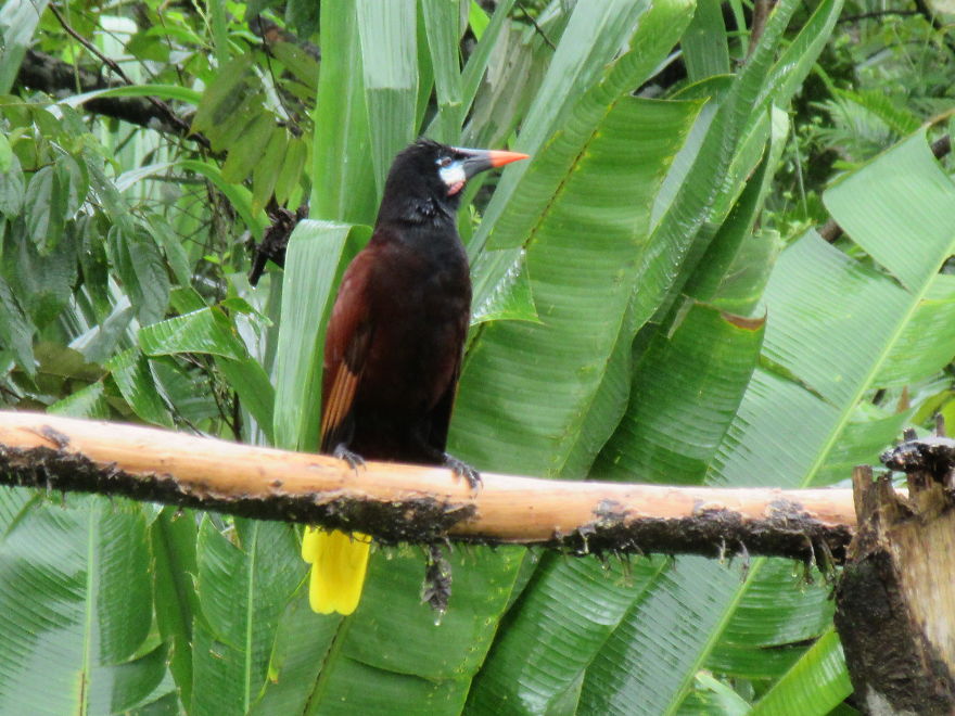 Loài chim có tên khoa học là Montezuma oropendola có tổ độc đáo nhất trong thế giới các loài chim. Loài chim sử dụng dây leo tạo ra những chiếc tổ như giỏ treo nhóm lại với nhau