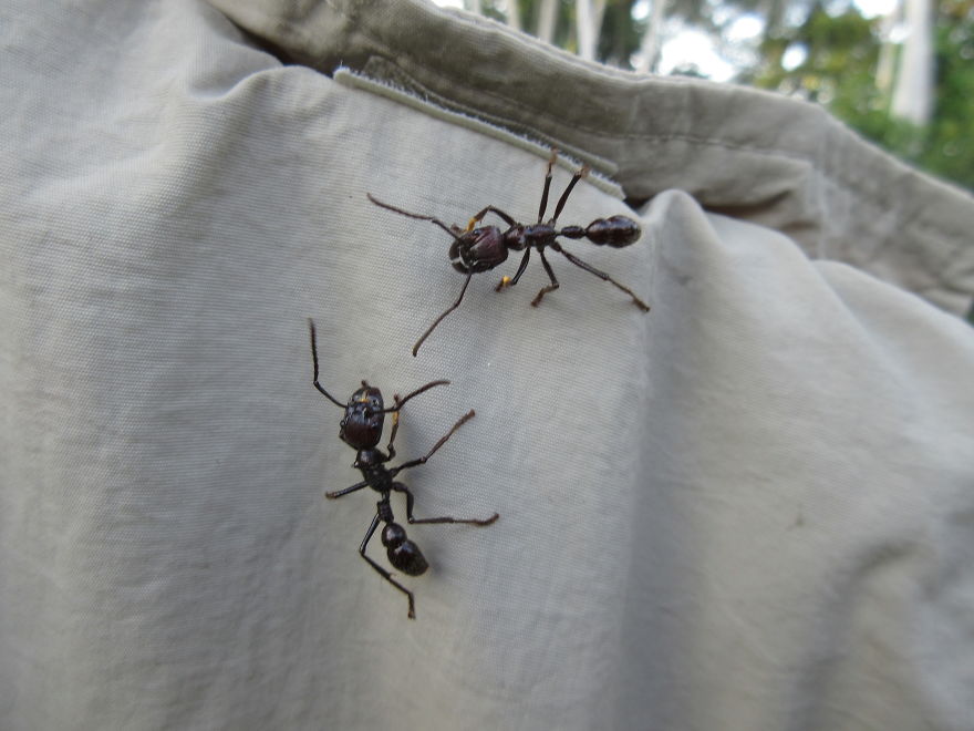 Những con kiến đạn dài tới 5cm, loài kiến lớn nhất trong tất cả các họ hàng nhà kiến trên thế giới