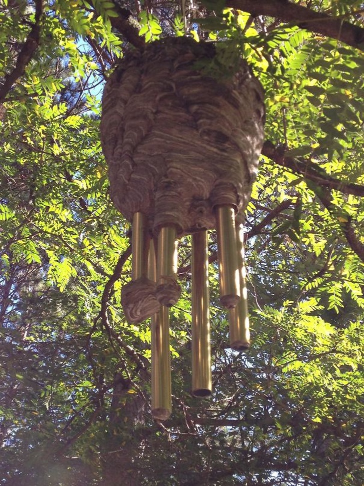 Tổ ong xây trên chiếc chuông gió