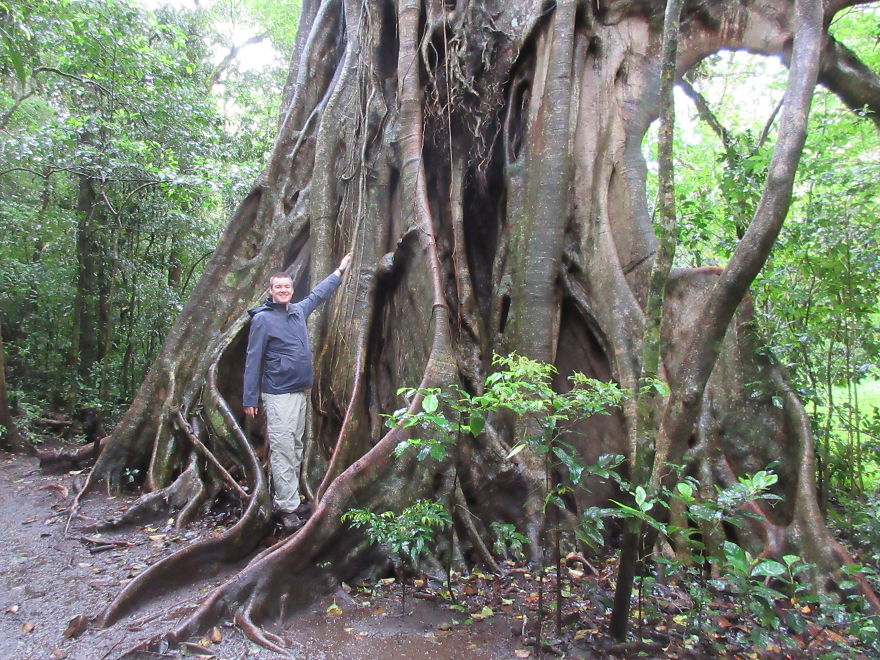 Cái cây khổng lồ với bộ rễ khủng