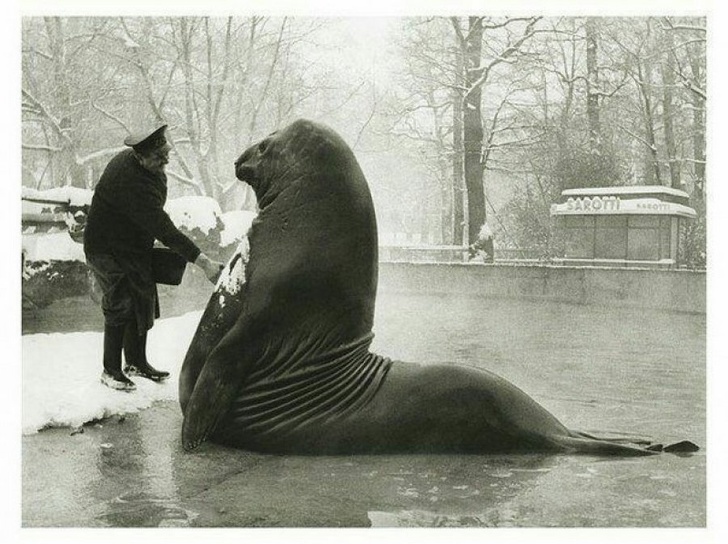 Roland, chú voi biển nặng gần 4000 tấn tắm tuyết ở công viên Berlin, khoảng 1930