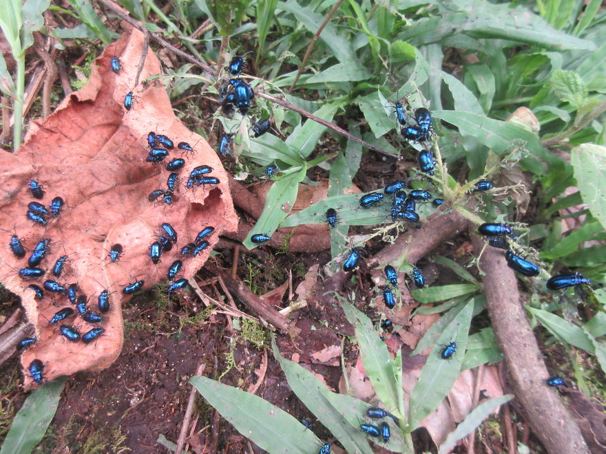 Những con bọ cánh cứng xanh sáng