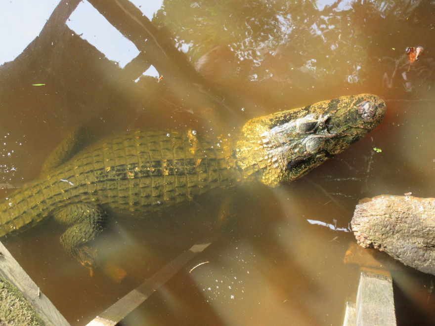 Một con cá sấu Caiman kích thước bằng người trưởng thành