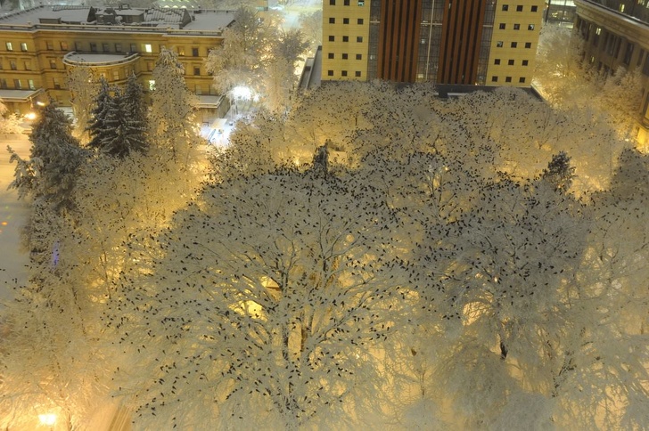 Hàng trăm con qua đậu trong đêm đầy tuyết