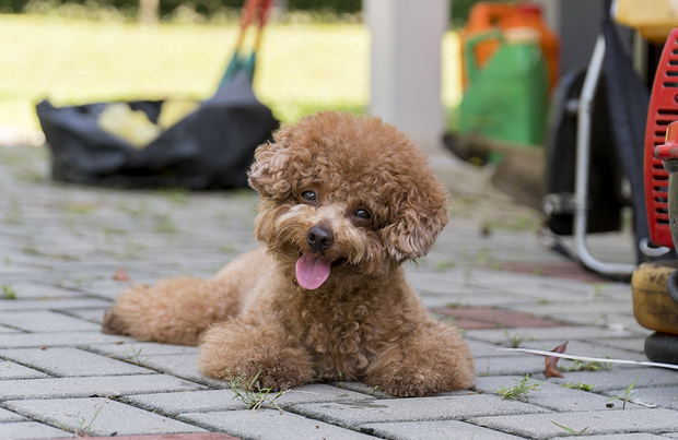 toy-poodle-large-shutterstock-525256504-copy