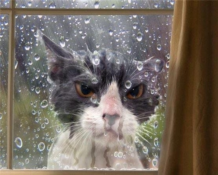 Sen đâu mở cửa mau, mưa rồi!!!
