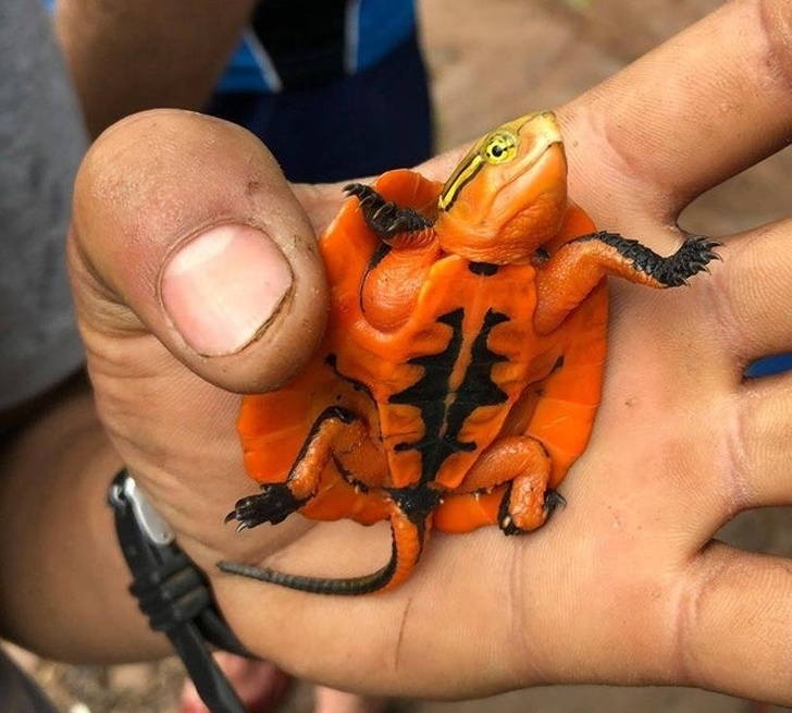 Một chú rùa màu cam được tìm thấy ở Việt Nam