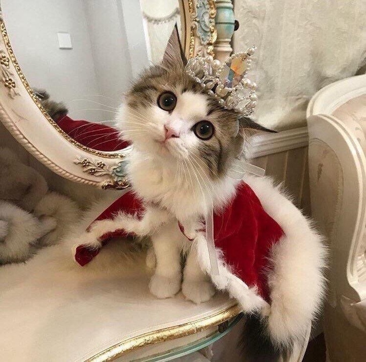 Nữ hoàng Mèo