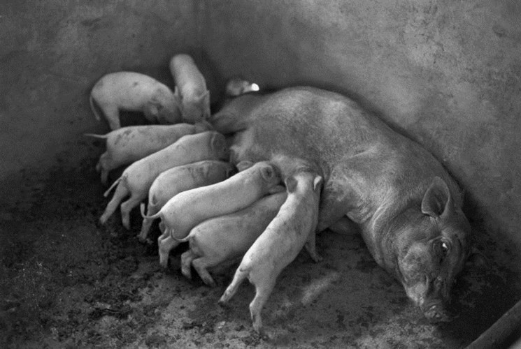Đàn lợn của một gia đình nông dân. (Ảnh: Ferdinando Scianna/ Magnum Photos)