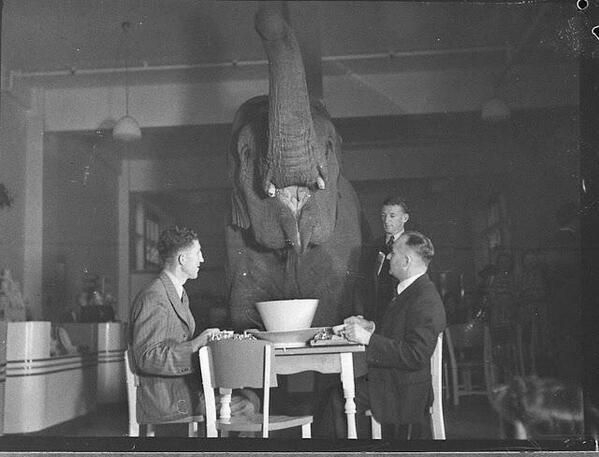 Một bức ảnh hai người đàn ông uống trà cùng voi, 1939