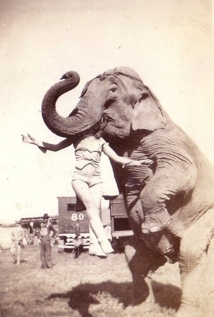 Chú voi giữ diễn viên xiếc bằng miệng, Mỹ, 1937