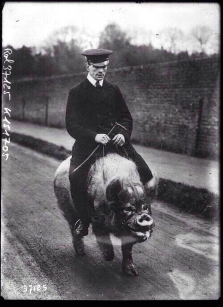 Một người đàn ông cưỡi lợn, Anh, 1903