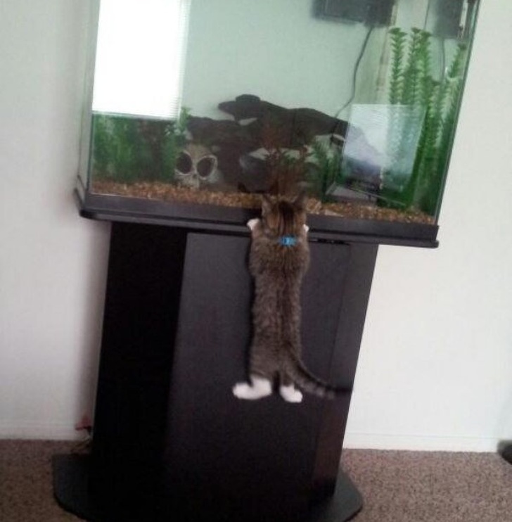 Chú mèo muốn chứng minh không gì là không thể