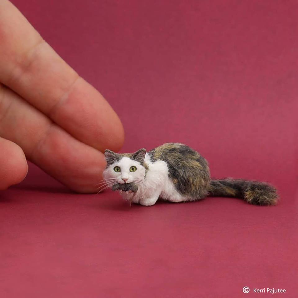 Một chú mèo tí hon đang ngậm một chú chuột siêu tí hon
