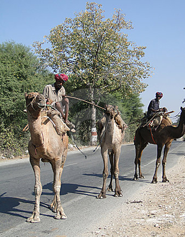 Bang Nevada cấm cưỡi lạc đà trên đường cao tốc.