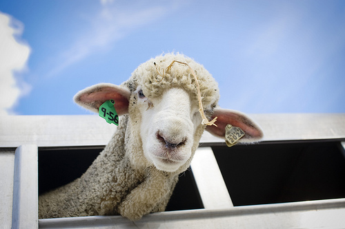 Ở Montana, không được phép bỏ một chú cừu trên xe tải mà không có người giám sát.  