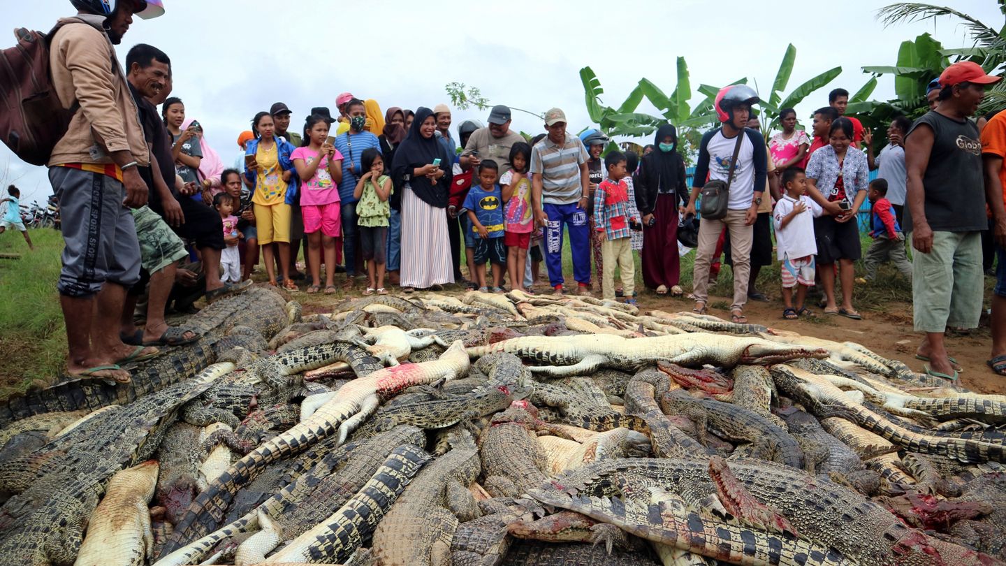 Đám đông đã chém giết dã man gần 300 con cá sấu để trả thù cho một người đàn ông bị một trong những con cá sấu cắn chết