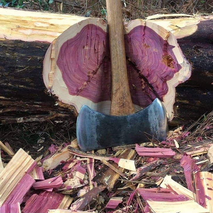 Một cái cây có gỗ màu tím