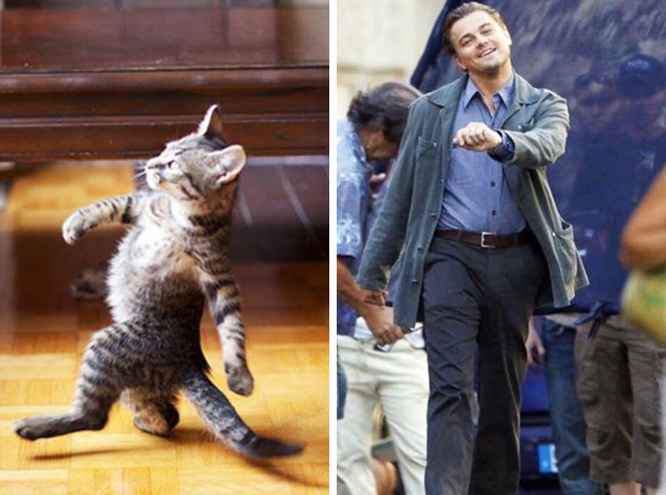 DiCaprio phiên bản mèo