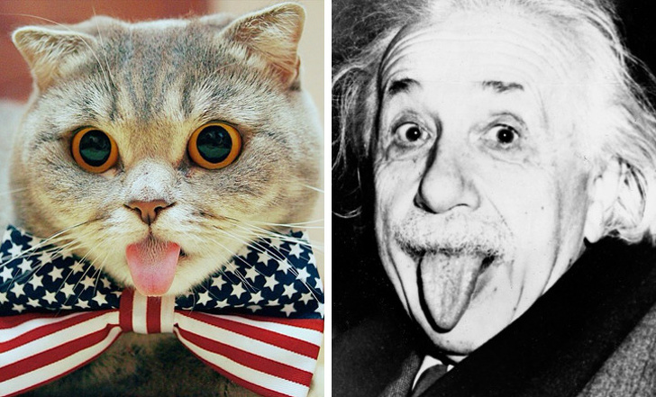 Liệu con mèo này có IQ vượt trội so với những con khác không nhỉ?