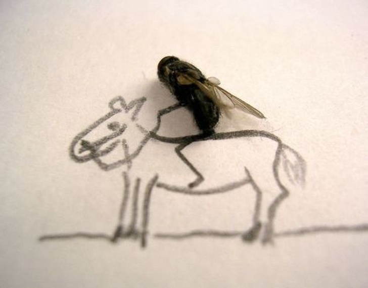 Một chú ruồi chết cũng có thể thành nghệ thuật, chỉ cần thêm chút sáng tạo thôi