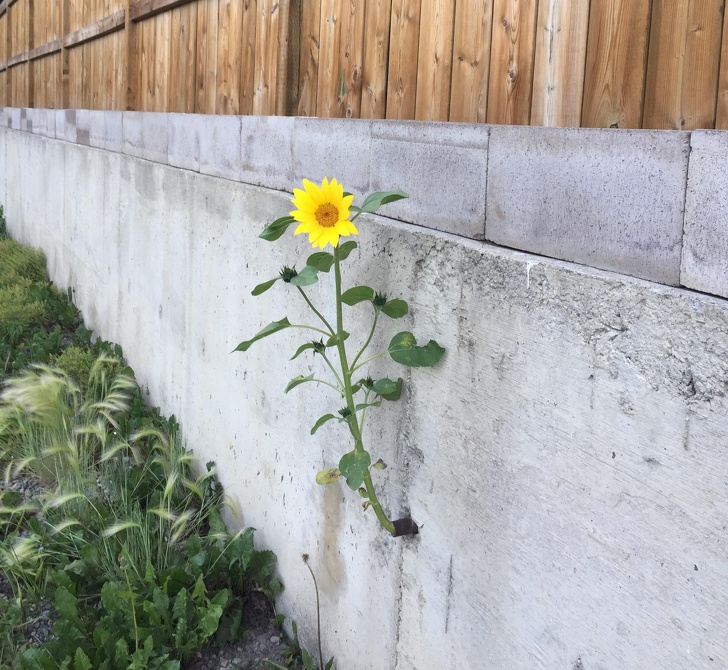 Một bông hoa nở từ đường ống nước trên tường xi măng