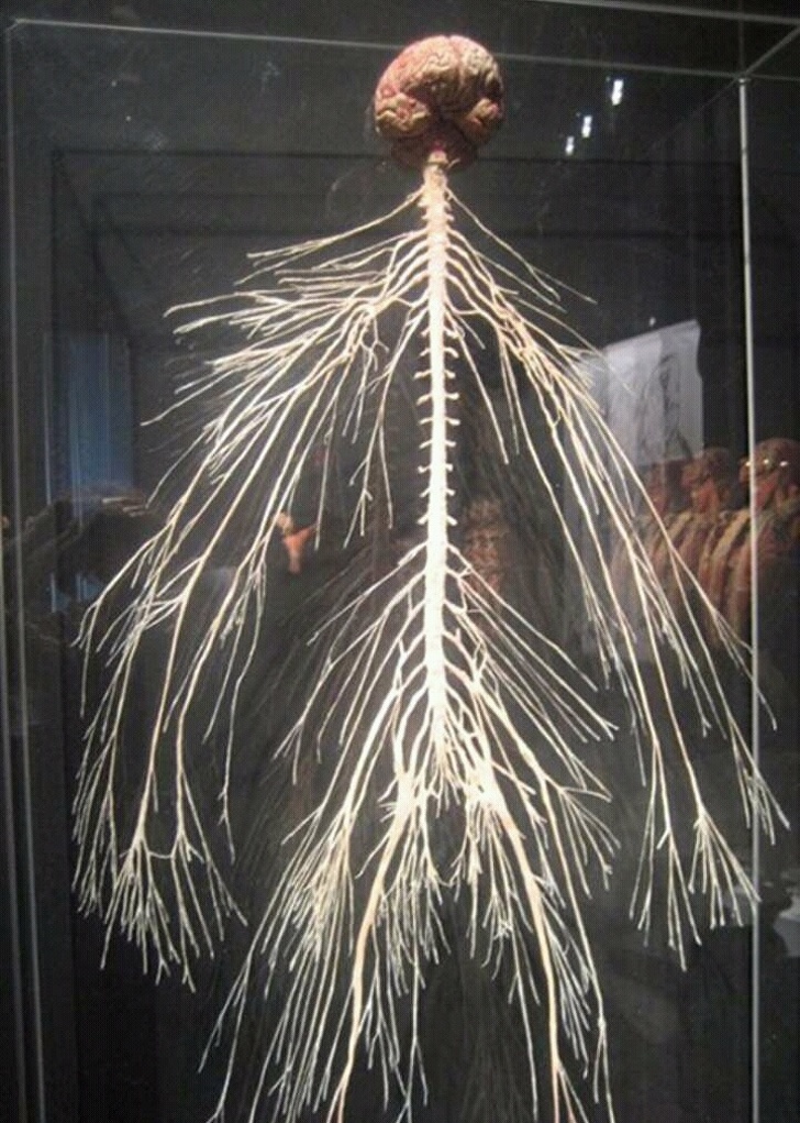 Đây là hệ thần kinh của chúng ta. Dây cột sống dài trung bình 44 cm được tạo thành từ khoảng 13,5 triệu neuron. Mọi tín hiệu truyền từ bộ não đến các phần khác trong cơ thể và ngược lại đều phải qua dây cột sống