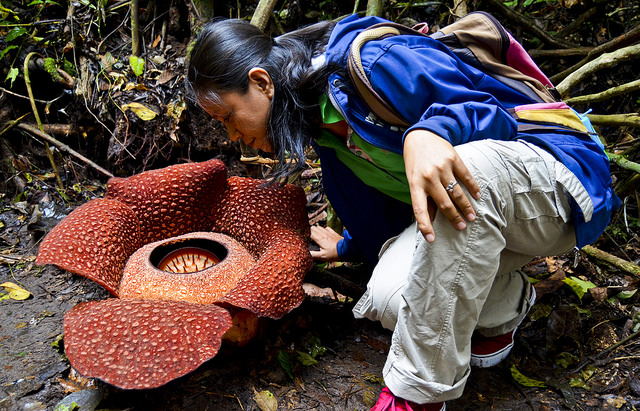 Đây được coi là bông hoa lớn nhất mà con người biết đến. Nó là hoa Rafflesia, có vẻ ngoài như được vẽ. Nó không có lá, rễ, nó là loài hoa ký sinh phát triển từ những sợi mô cắm vào tế bào của cây chủ. Đường kính của nó có thể lên đến hàng mét và có mùi xác chết