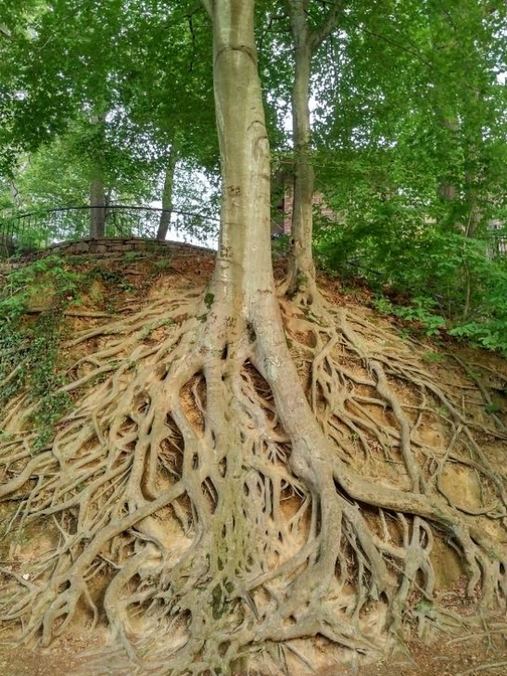 Hình ảnh của rễ cây phát triển dưới lòng đất