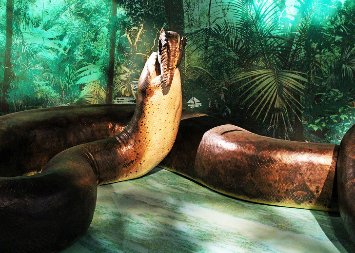 Titanoboa xác lập kỷ lục là loài rắn lớn nhất từng tồn tại trong lịch sử Trái Đất. Nó có thể dài tới 12,8 mét và  nặng hơn 1 tấn