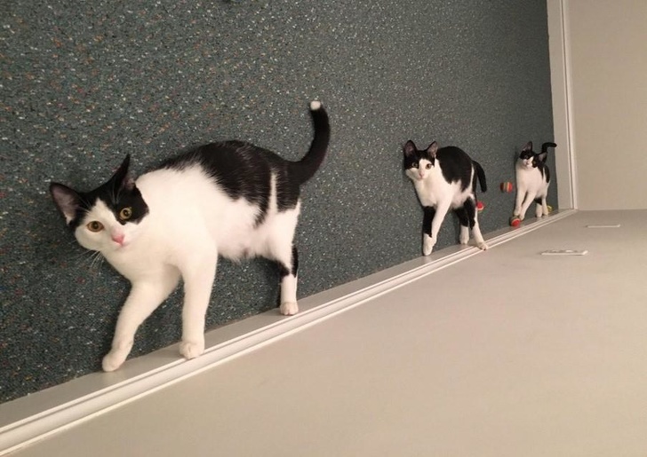 Những con mèo như đang đi trên trần nhà