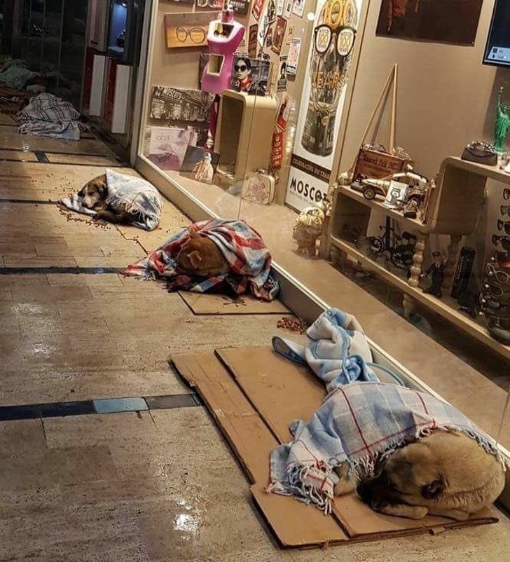 Người dân địa phương mang chăn đắp cho những chú chó hoang trong cơn bão tuyết ở Istanbul