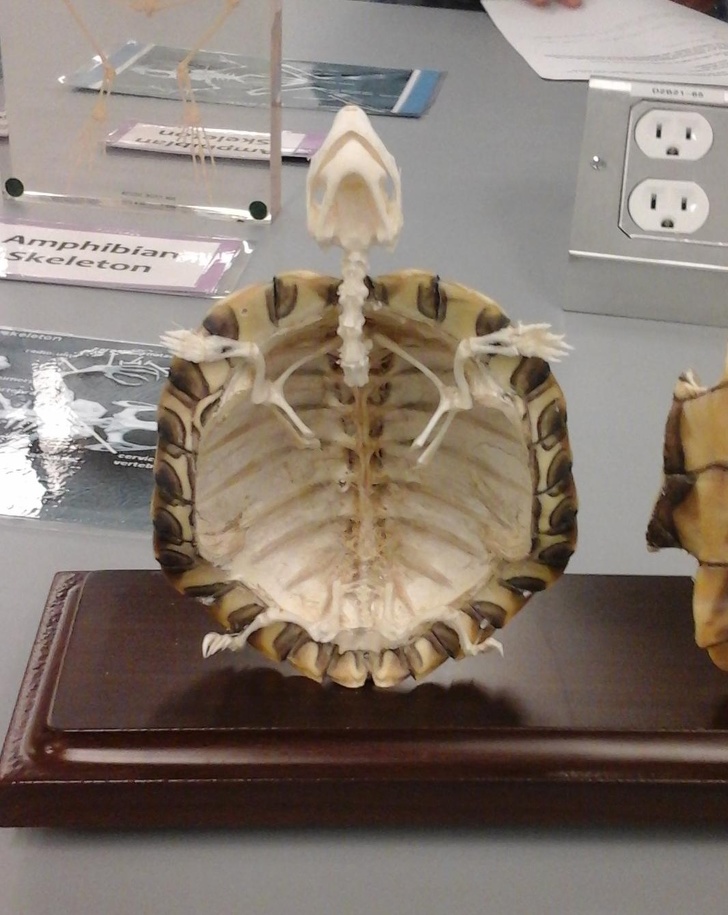 Khung xương của một chú rùa