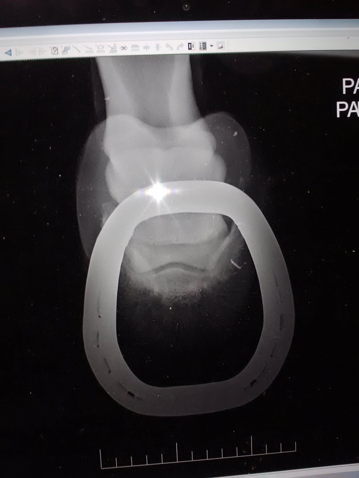 Bạn có từng tò mò chân ngựa trộng như thế nào khi chụp X-quang?