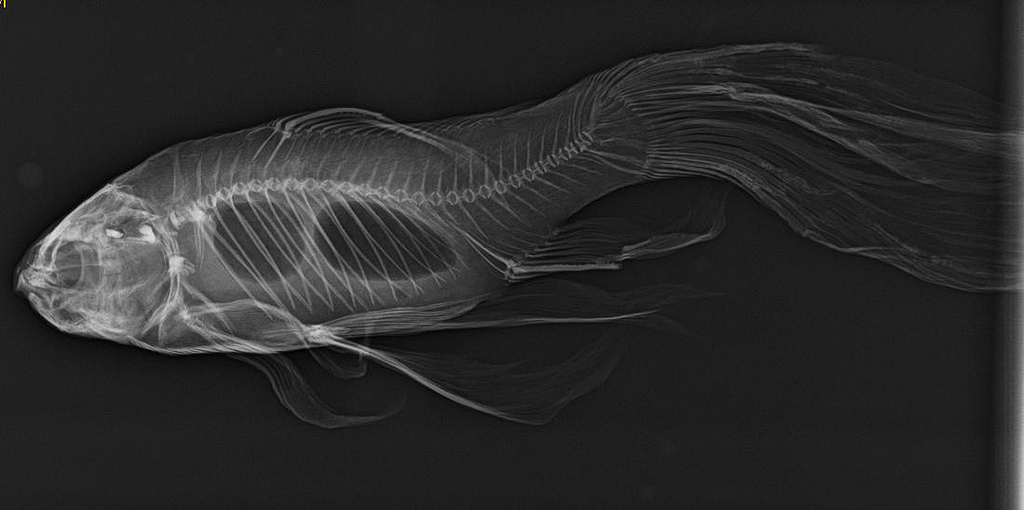 Ảnh chụp X-quang một chú cá vàng