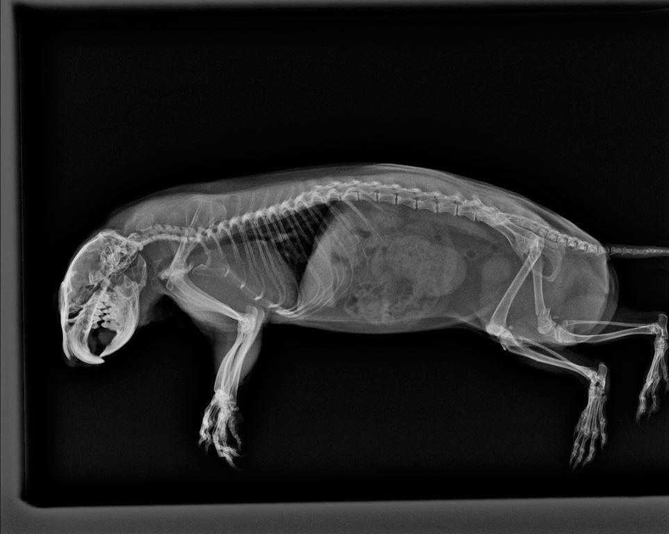 Ảnh chụp X-quang một chú chó