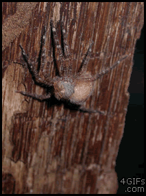 Một con nhện khác đang rút chân khỏi lớp xác cũ