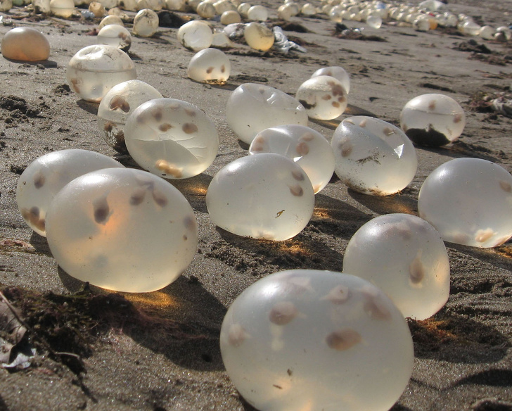 Cảnh tượng vô số trứng sên biển trông như cuộc đổ bộ của người ngoài hành tinh