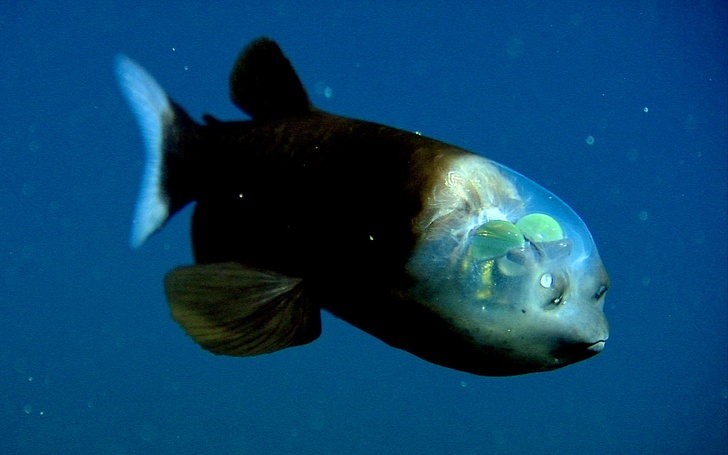Loài cá mắt trống Thái Bình Dương (pacific barreleye) có thể nhìn thẳng phía trên xuyên qua cái đầu trong suốt của mình